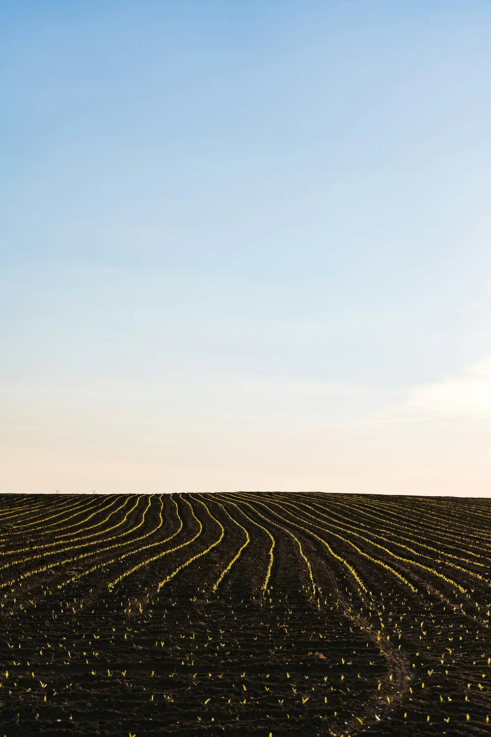 field