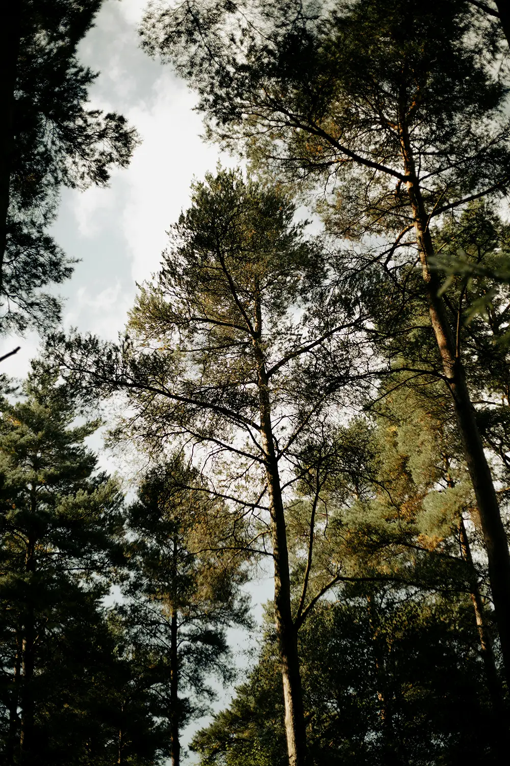 forest